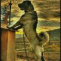 土耳其  坎高犬  小陈