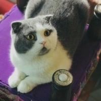 我是大咖猪