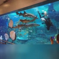 海242391