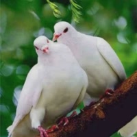 猴子偷桃？？？？