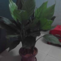 分手的蓝月亮