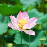 乐园红茶水