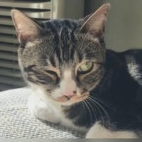 尿尿是只猫