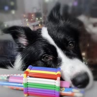 金刚➡️🐶