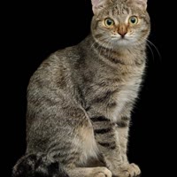 €黑猫£