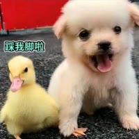 ☀️✨金太阳✨☀️