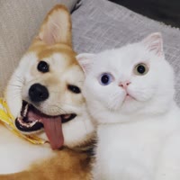 大战柴柯夫斯基