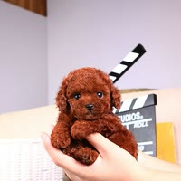 豆豆的训犬课堂