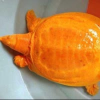 抓鱼小红