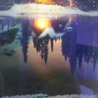 雪染凤倾待雪迎