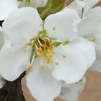 指尖的辛福