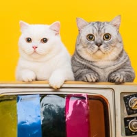 布丁仔和泡芙妹的一天