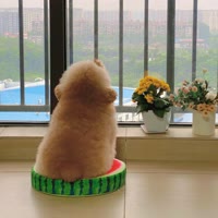 大耳朵涂涂本涂