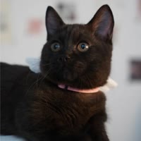 黑猫栗栗子