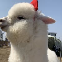 羊驼乐乐