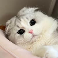小虾仁️吖
