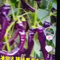 百姓家