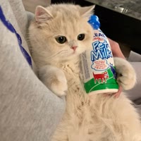 岩岩猫舍（领养）
