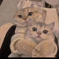 （小鱼）[不忘 初心]