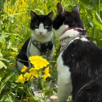 豆沙包是两只喵