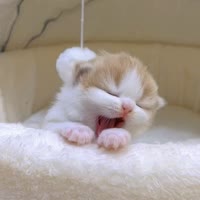 獨(dú)生子的日常