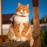 猛寵情報(bào)局