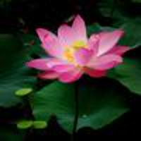 菩提无碍