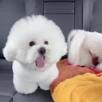 一口薯条