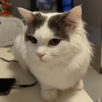 达达幸福的一家