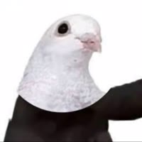 不知名鸽子