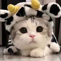 吸猫日记🐱