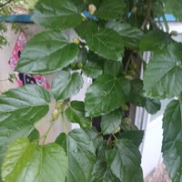 听风的旋律10