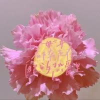 茉莉花