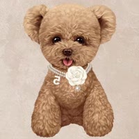 米奇是只小泰迪