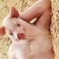 不吃猪大肠
