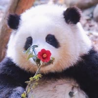 花花（善行天下）