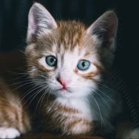 不再流浪的猫