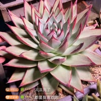 清风明月16507779