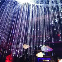 🐷 只吃肉的猪🐷