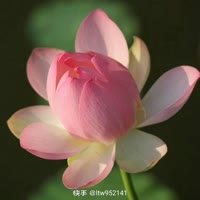 凡木瓜