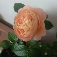 女人要好好爱自80574