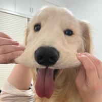 喜喜大王