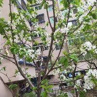 a勇成