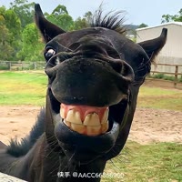 满山猴子我腚最红