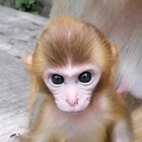 猴小宇