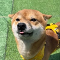 有只柴柴叫旺财