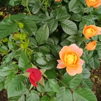 ＠～无＠言～＠