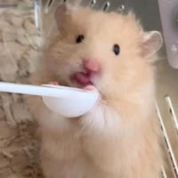 漂亮美眉（出熊）