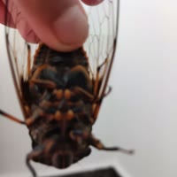 蟑螂兄弟。