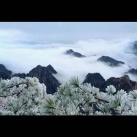 鸿鹰